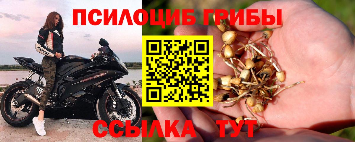 Шадринск  Псилоцибиновые грибы Cubensis  где купить наркотик  Вход с VPN 